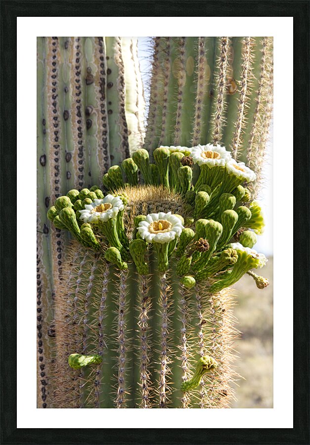 Saguaro Cactus Bloom Impression et Cadre photo