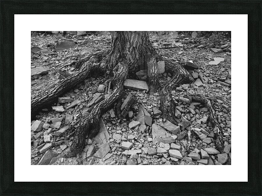 Tree Trunk Roots Exposed Picture Frame print