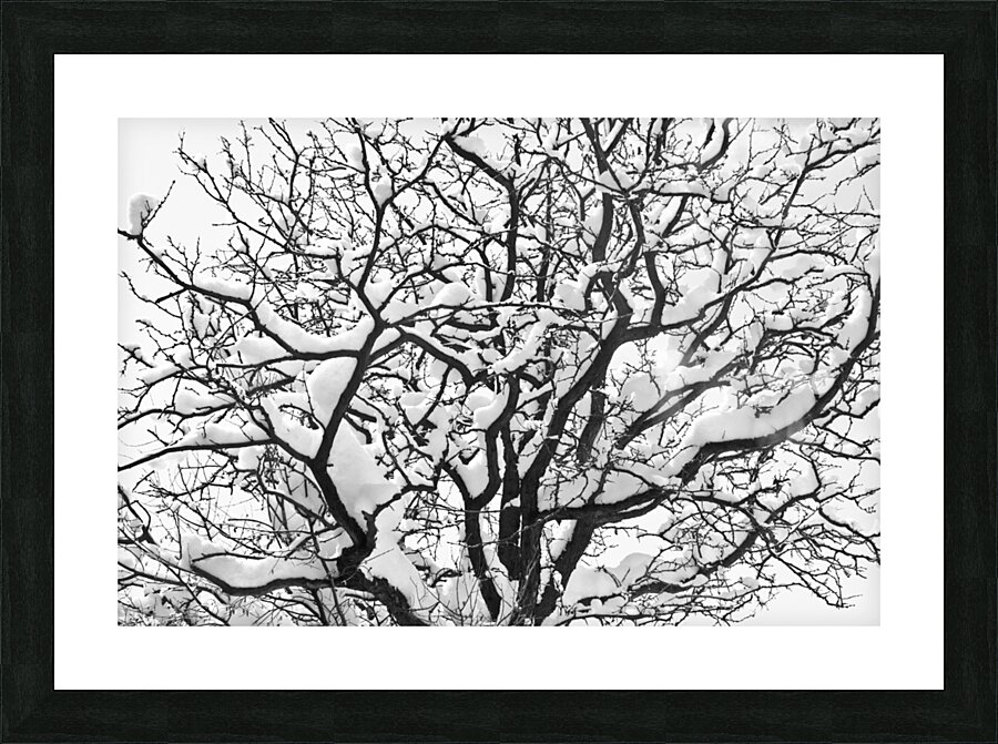 Snowy Tree Black and White Picture Frame print