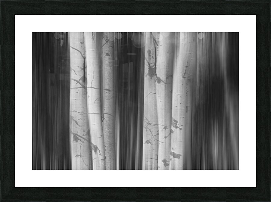 Aspen Tree Colonies Dreaming BW Impression et Cadre photo