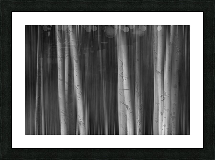 Autumn Aspen Trees Dreaming BW Impression et Cadre photo