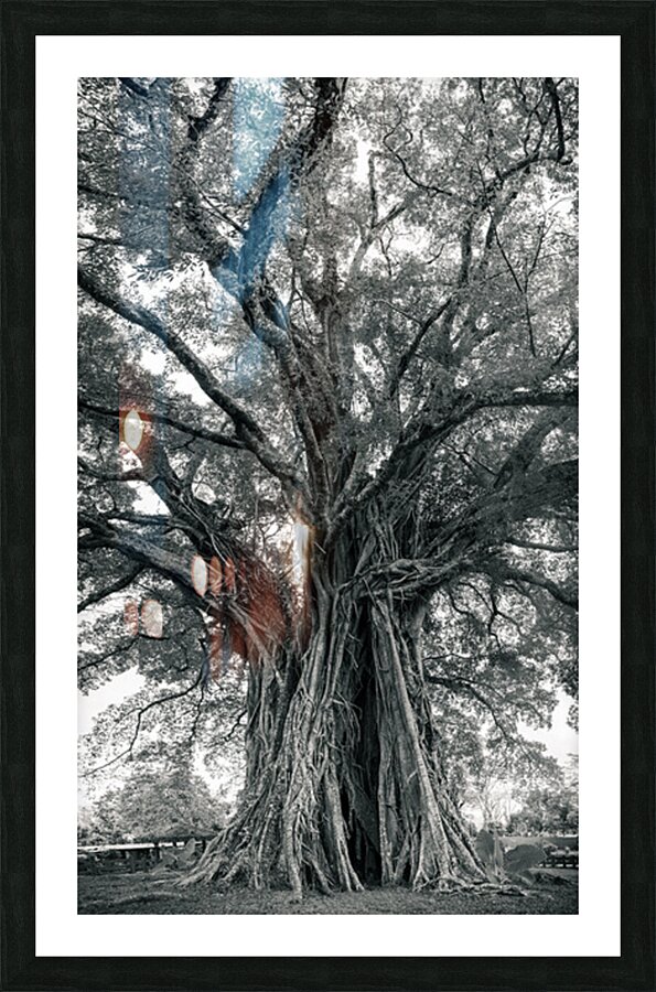 The Ancient Guardian: The 1300 Year Old Balete Tree Picture Frame print