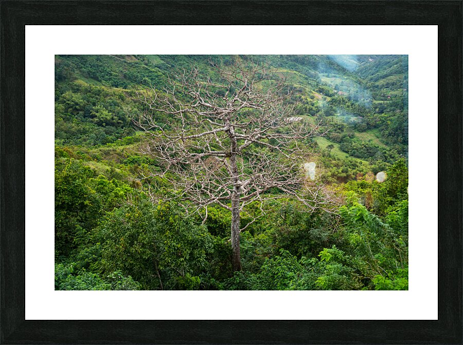 A Bare Tree Amidst Lush Hills Solitary Sentinel Picture Frame print