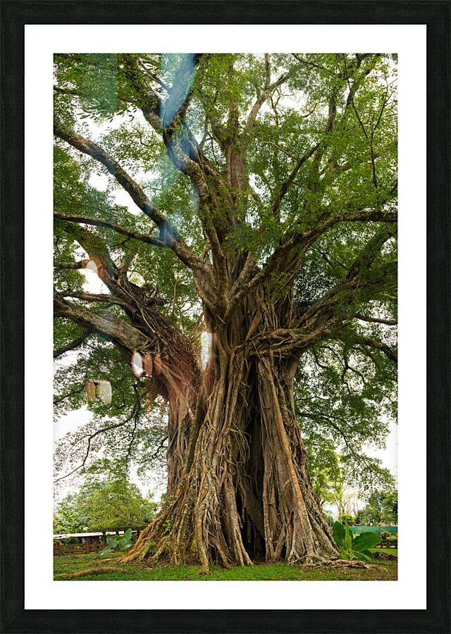 Old Century Tree of Negros Island Picture Frame print