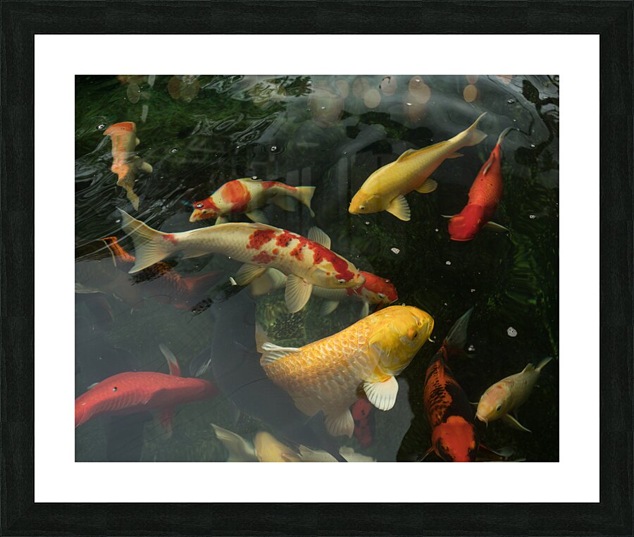 Koi Dance Twilight Picture Frame print