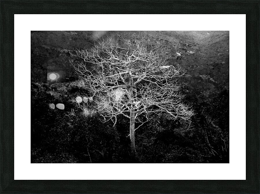 Majestic Solitude of a Bare Tree in Black and White Impression et Cadre photo
