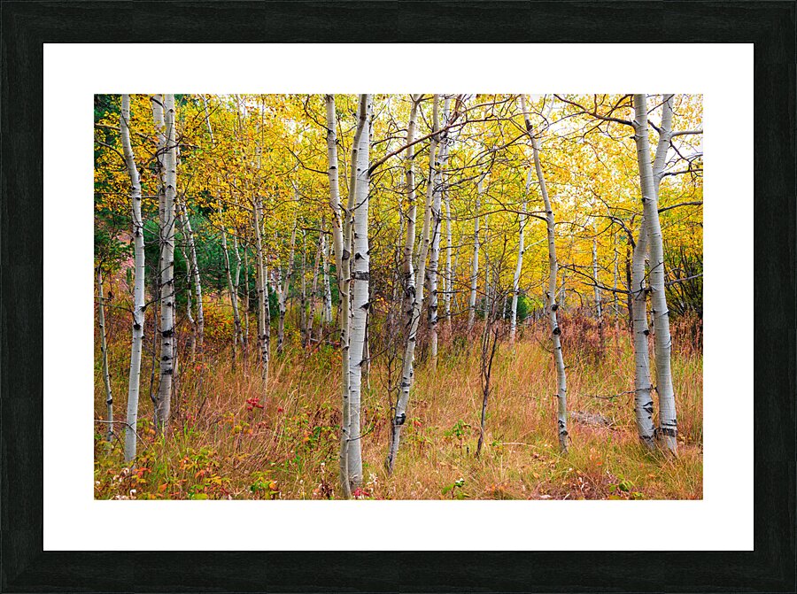 Happy Place In The Woods Impression et Cadre photo