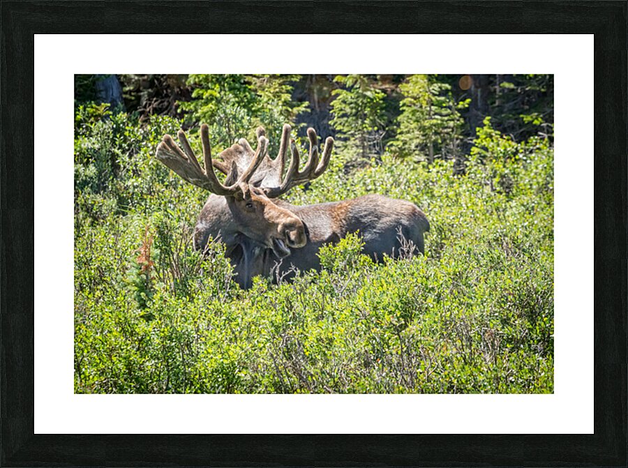 Smiling Bull Moose Picture Frame print