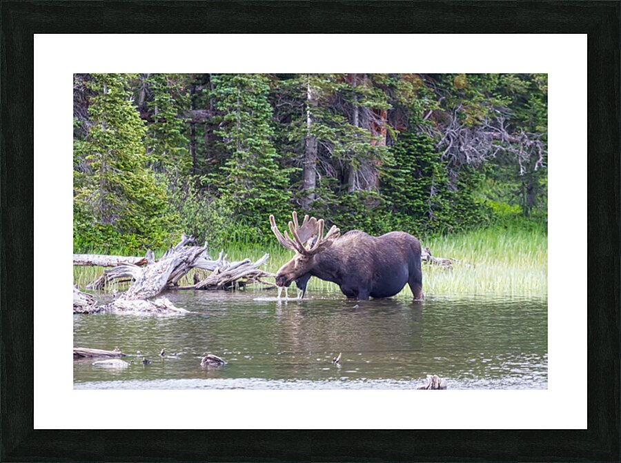 Water Feeding Moose Picture Frame print