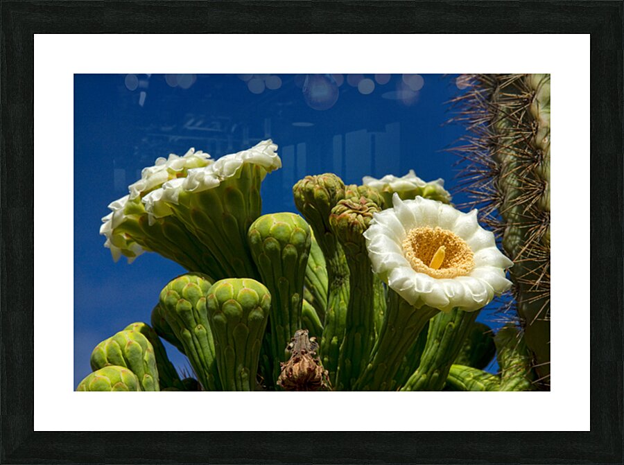 Saguaro Cactus Blooms Picture Frame print
