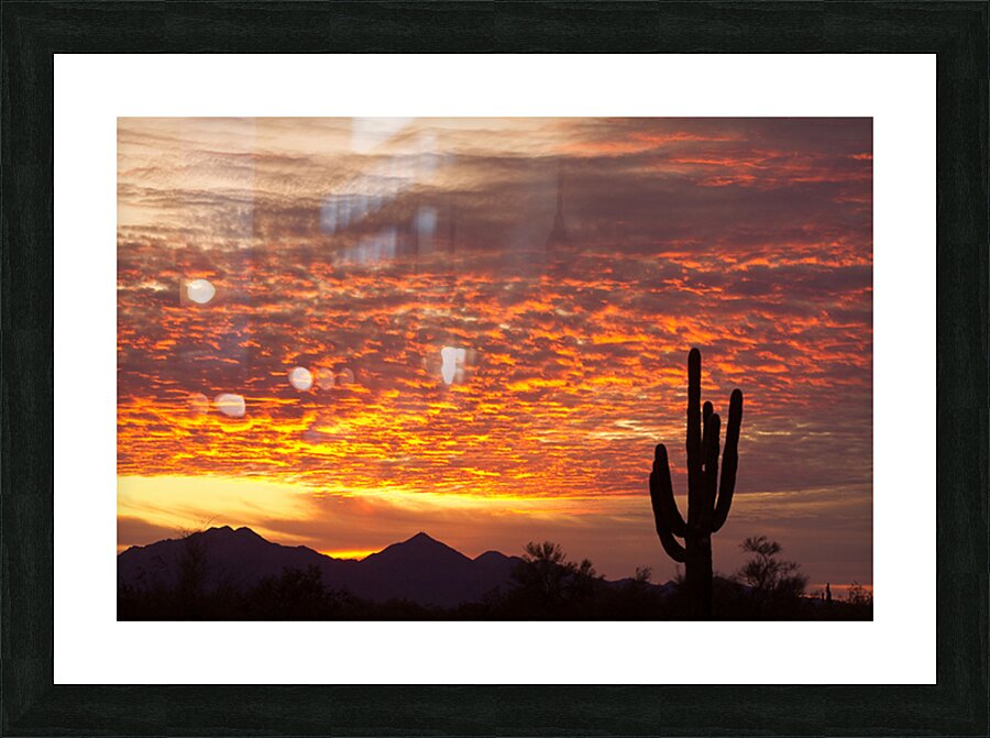 Morning Blaze Over Desert  Saguaro Giants in Arizona Picture Frame print