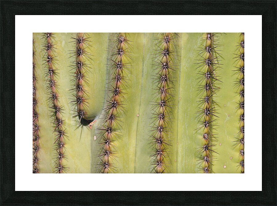 Patterns and Spines of the Desert Sentinel Picture Frame print