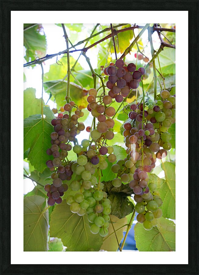 Colorful Grapes on the Vine Fine Art Photography Wall Art Impression et Cadre photo