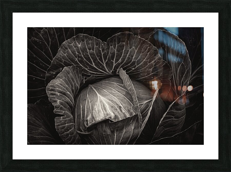 Whispers of the Garden A Monochromatic Cabbage Study Picture Frame print