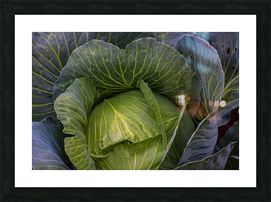 Verdant Embrace A Cabbages Garden Heart Picture Frame print