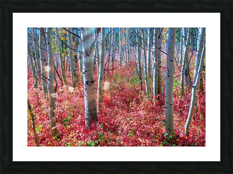 Mystic Red Autumns Fiery Carpet Aspen Grove in Fall Impression et Cadre photo