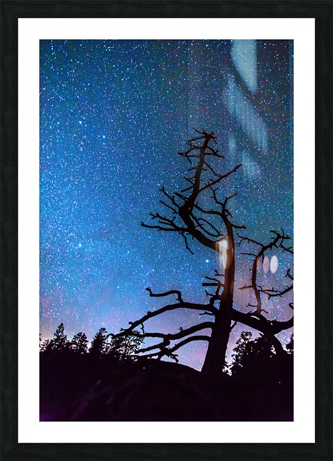 Starry Night Sky with Silhouette Tree Picture Frame print