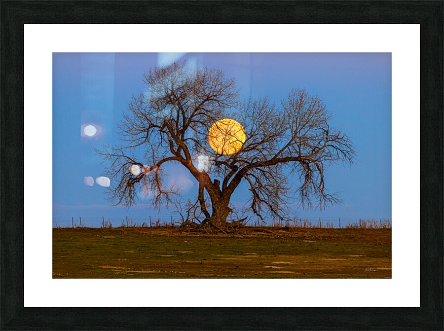 Celestial Sentinel A Supermoons Nocturnal Embrace Picture Frame print