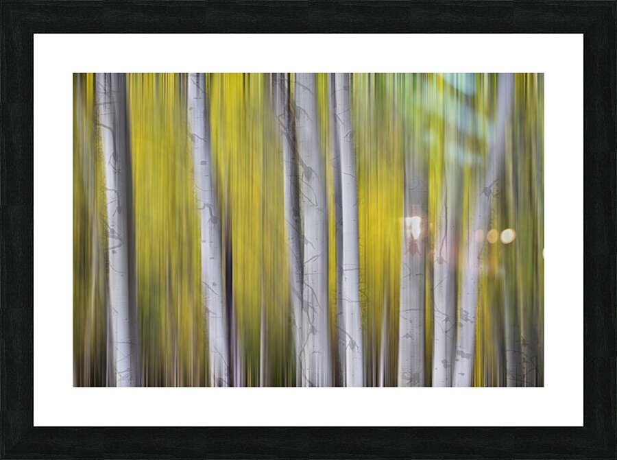 Aspen Light in Motion Fine Art Forest Impression et Cadre photo