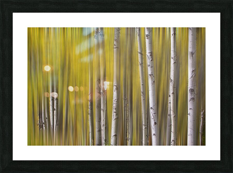 Somewhere Along The Road Dreaming Abstract Aspen Forest Fine Art Impression et Cadre photo