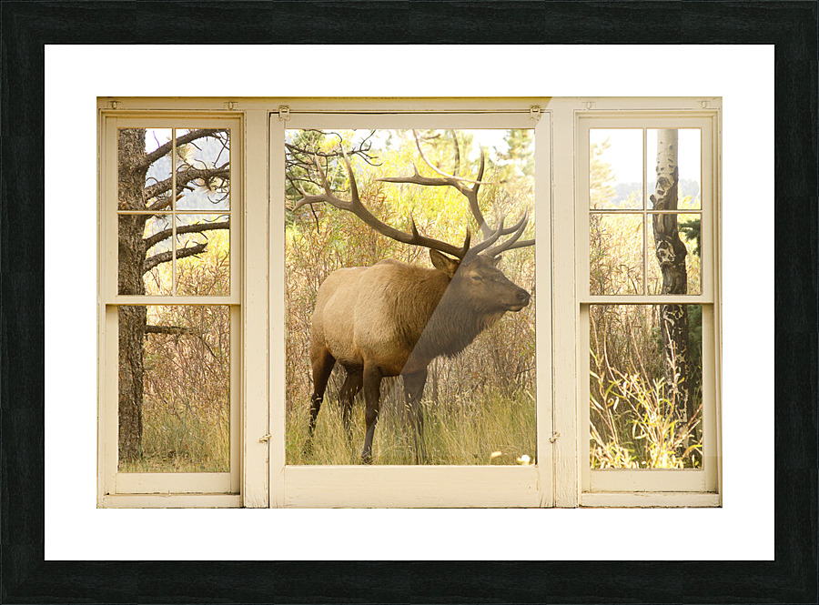 Bull Elk Window View Picture Frame Printing