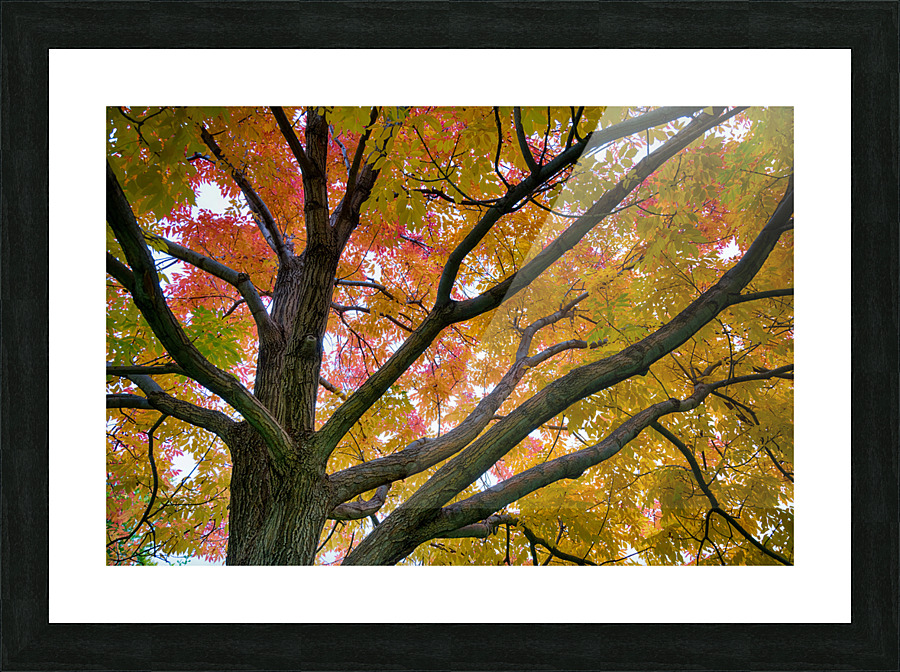 Season Of Colorful Magic Picture Frame print