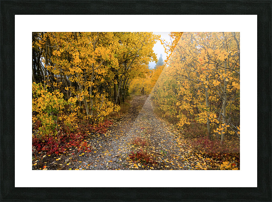 Colorful Autumn Hiking Path Picture Frame print
