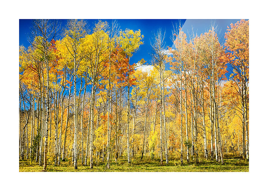 colorful colorado autumn aspen trees Impression et Cadre photo