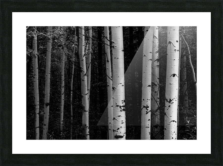 Shades Of A Forest Impression et Cadre photo