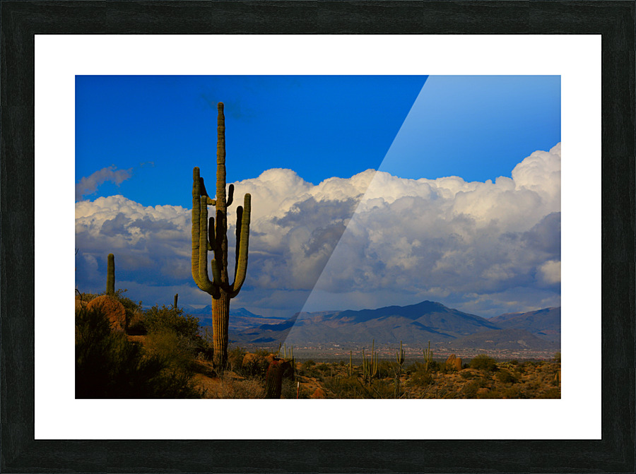  Amazing Giant Saguaro Cactus Picture Frame print