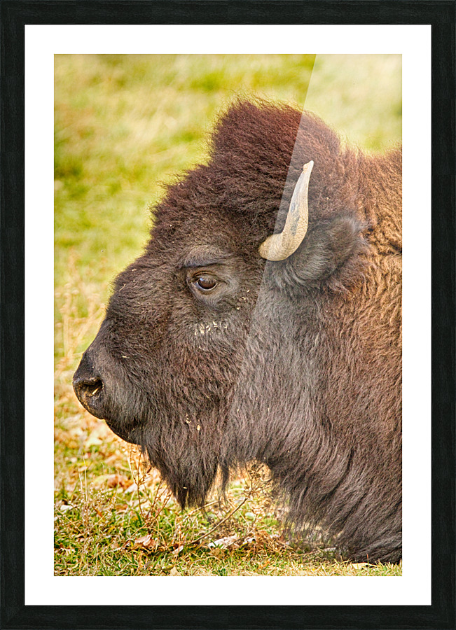 Bison Headshot Profile a Picture Frame print
