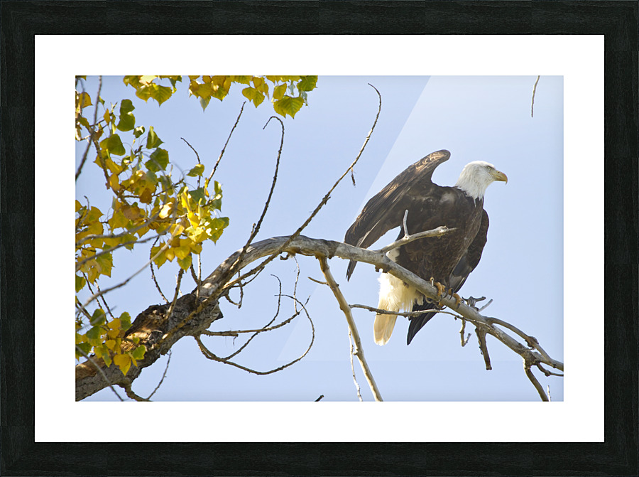 Eagle Wave Impression et Cadre photo