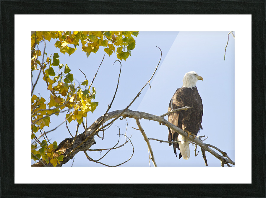 Eagle Watching Picture Frame print