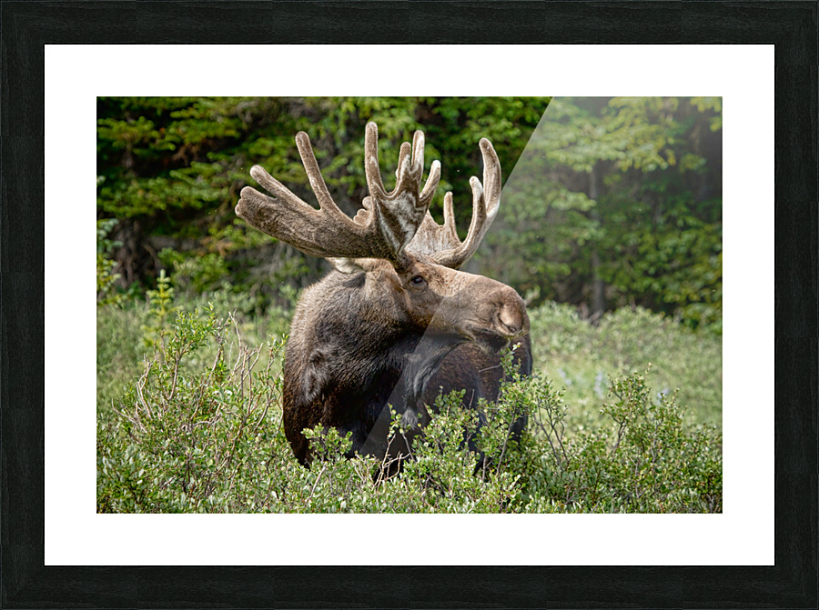 Bull Moose Wild Impression et Cadre photo