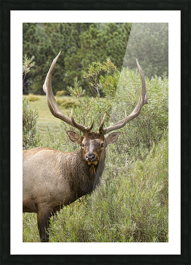 Bull Elk Eyes Picture Frame print