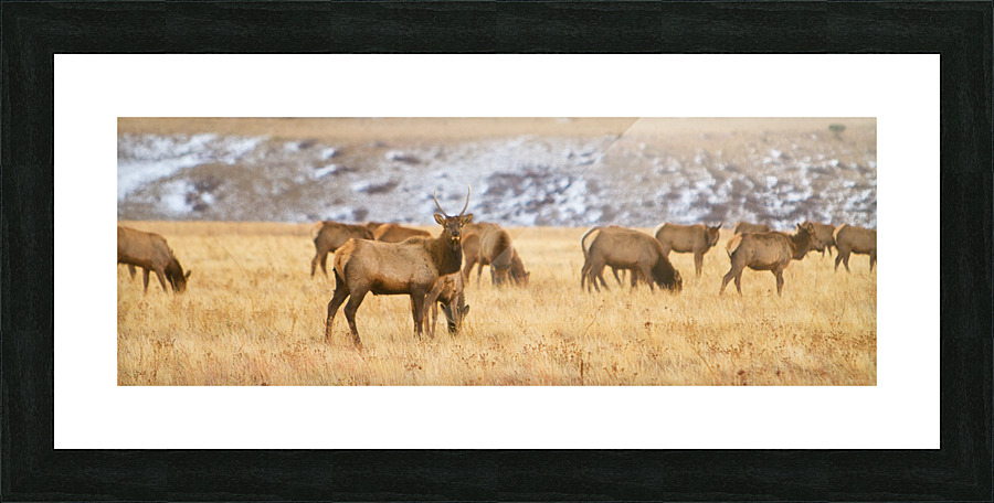 Elk Heard Colorado Foothills Plains Panorama Impression et Cadre photo