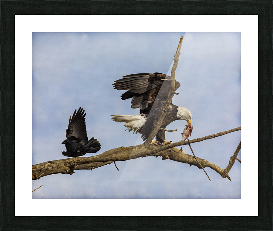 Wings Picture Frame print