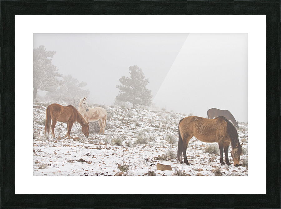 Horses Winter Snow Fog Picture Frame print