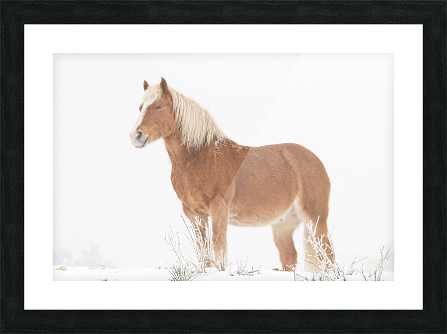 Smiling Palomino Snow Picture Frame print