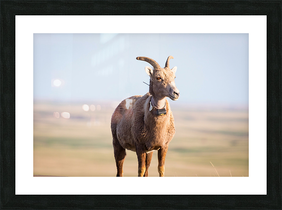 Big Horn Sheep Lucky Number 13 Impression et Cadre photo