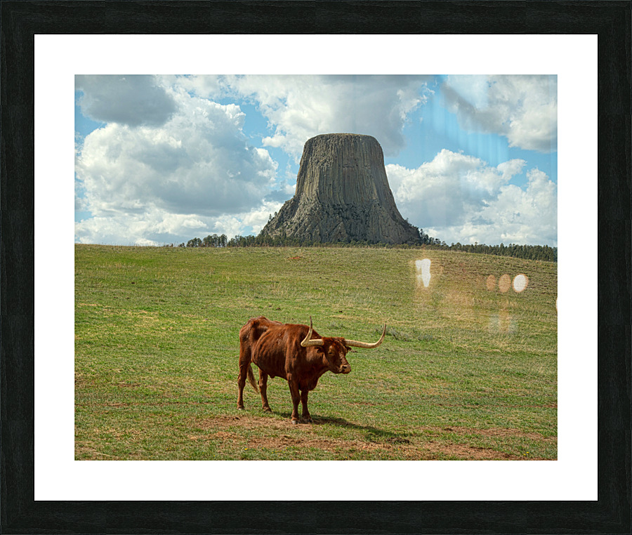 Longhorn Cow Posing at Devils Tower in Wyoming - First US Nation Impression et Cadre photo
