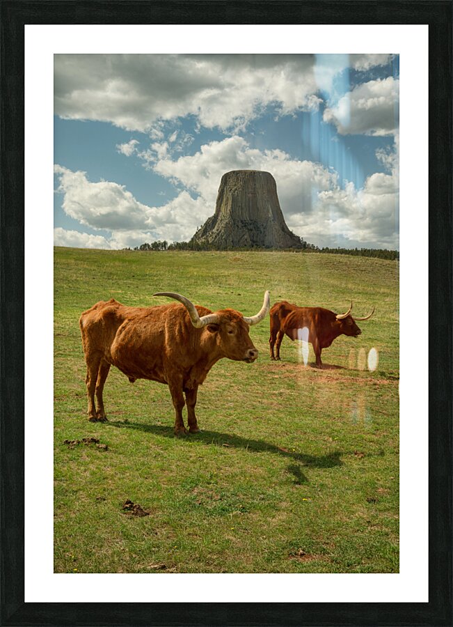 Texas Longhorn Cows Gracefully Posing at Majestic Devils Tower Impression et Cadre photo