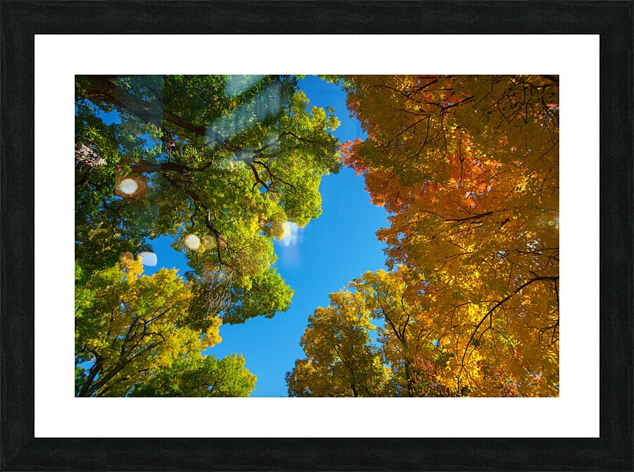 Autumns Radiant Canopy -  A Skyward View Picture Frame print