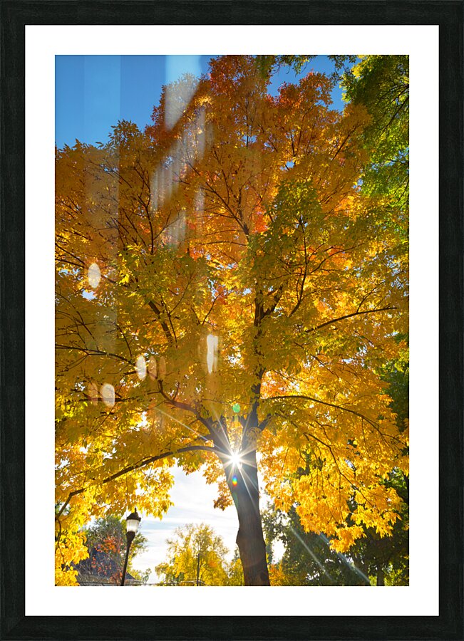 Stunning Autumn Tree Sunlight Through Colorful Leaves Impression et Cadre photo