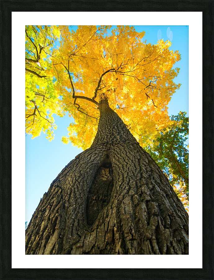 Golden Autumn Tree - Majestic Trunk and Leaves in Fall Splendor Impression et Cadre photo
