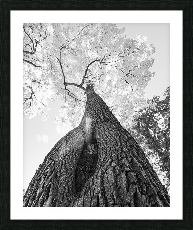 Monochrome Tree Art -  Majestic Trunk and Leaves in Fine Detail Impression et Cadre photo