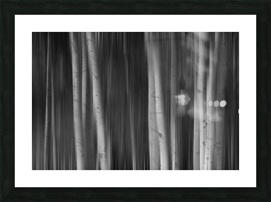 Aspen Trees Dreaming Black and White Abstract Picture Frame print