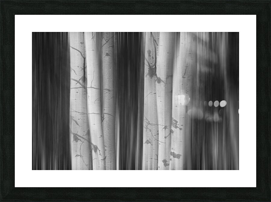 Aspen Tree Colonies Dreaming BW Picture Frame print