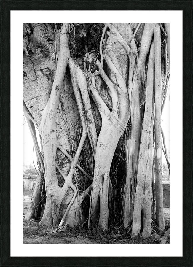 Tropical Tree Vibes Impression et Cadre photo