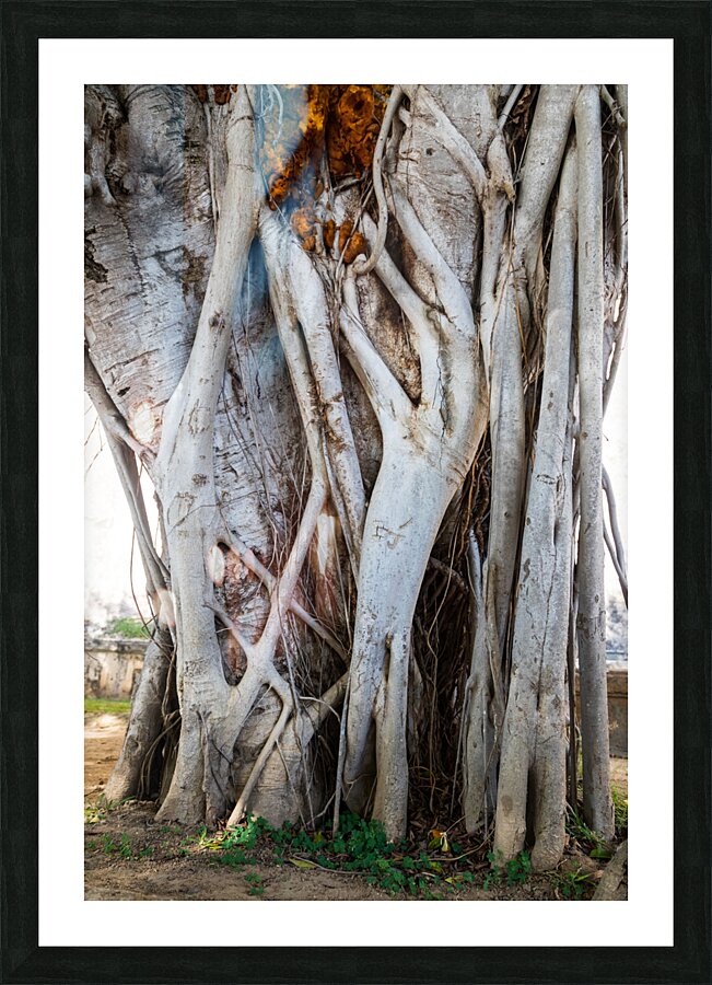 Magnificent and Colossal Intertwined Tree Picture Frame print
